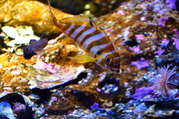 縞模様の魚
