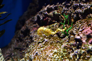 タツノオトシゴ