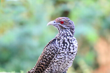 Red eyed hawk bird