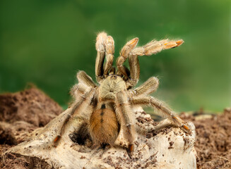 Closeup of the male of Spider Tarantula  Psalmopoeus cambridgei, also known as trinidad chevron, in...