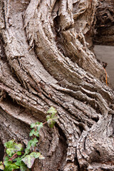 Old strong stem of a grapevine