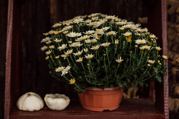 Beautiful white chrysanthemums in pots on the porch in the yard. Autumn
