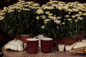 Autumn composition white chrysanthemums in a pot, pumpkins and brown cups