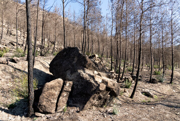 Rock and stones among the trees burned by fire