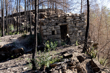Obraz premium Old shelter built in stone next to pine trees burned by fire