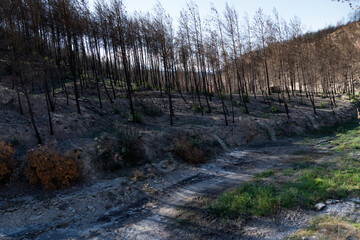 Burnt forest slope next to dry river basin