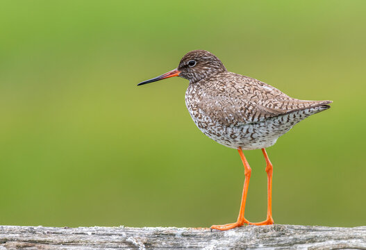 Redshank (Tringa totanus) wader bird with long orange legs isolated green background