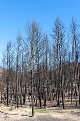 Young pines burned by forest fire