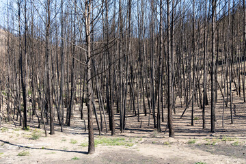 Young pines burned by forest fire