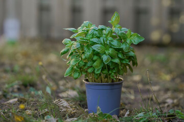 Fresh raw organic basil in box for sale at market. Vegan food and healthy nutrition concept. Stock photo green basil on market background.