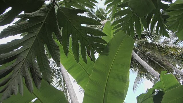 leaves of tropical trees against the sky bottom view