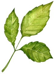 Obraz premium Watercolor dahlia leaves. Botanical illustration.