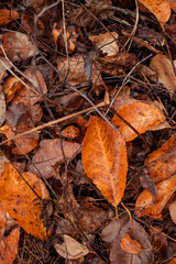 Orange leafs on the forest floor in autumn