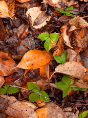 Naklejka premium Green leafs and brown leafs on the forest floor
