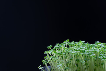 Broccoli microgreens birth on black background. Green micro plants brassica oleracea germination. Young sprouts growing in containers. Germination of cabbage seeds. Healthy nutrition and organic food.