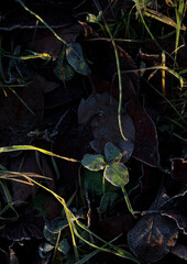 Frost covered green and red leafs