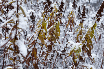 Snow covered yellow leafs in the garden