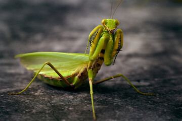 Large green praying mantis attacking stance on a darck background.