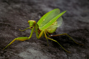 Large green praying mantis on a darck background.