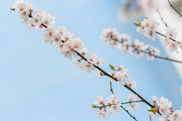 Spring blossom