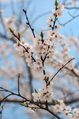 Spring blossom