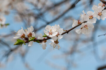 Spring blossom