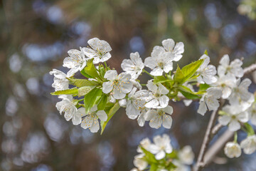 Spring blossom