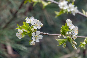 Spring blossom