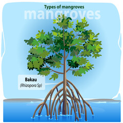 Vector illustration, bakau or rhizopora sp is one of the many types of mangroves found in Indonesia.