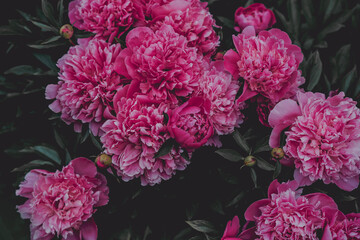 Moodly flowers, garden peony background
