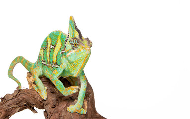 Chameleon in photostudio