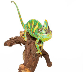 Chameleon in photostudio