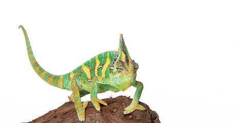 Chameleon in photostudio