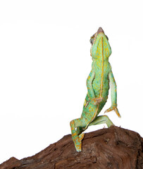 Chameleon in photostudio