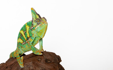 Chameleon in photostudio