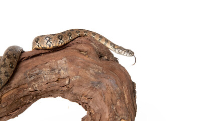 Viperine snake in photostudio