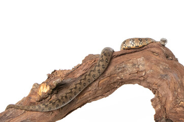 Viperine snake in photostudio