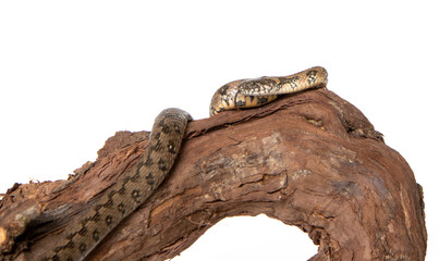 Viperine snake in photostudio