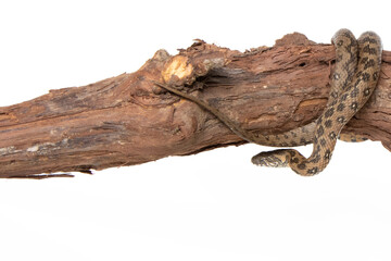 Fototapeta na wymiar Viperine snake in photostudio