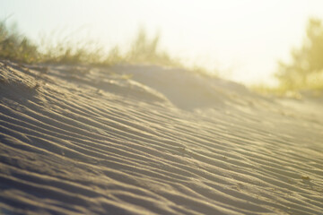 closeup sandy prairie at the sunset, calm natural summer evening scene