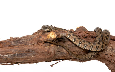 Viperine snake in photostudio