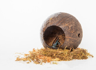 Poison frog in studio