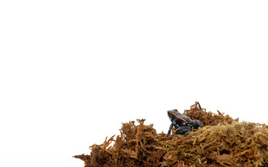 Poison frog in studio
