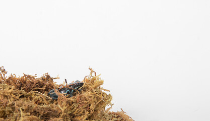 Poison frog in studio