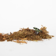 Poison frog in studio
