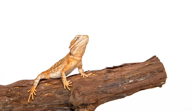Dwarf bearded dragon in studio