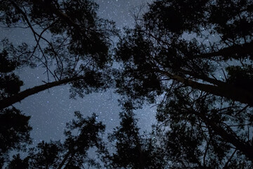 forest tree  silhouette on starry sky background, night outdoor background
