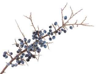 Branch of Blackthorn or sloe berries with ripe fruits isolated on white