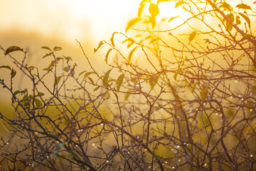 Obraz premium closeup bush branch silhouette in light of early morning sun