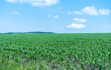 Fototapeta na wymiar Huge field of growing corn